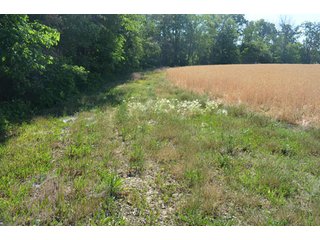Property photo 53 - 108 +/- Acres Offered in 2 Tracts - Land Auction
